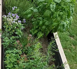 Jardin éducatif et gourmand